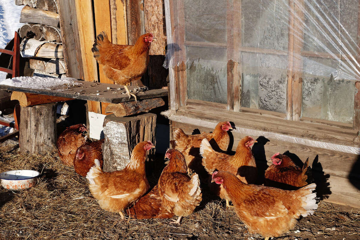 在农村散养200只土鸡,一年的利润是多少,今天我们来算笔账