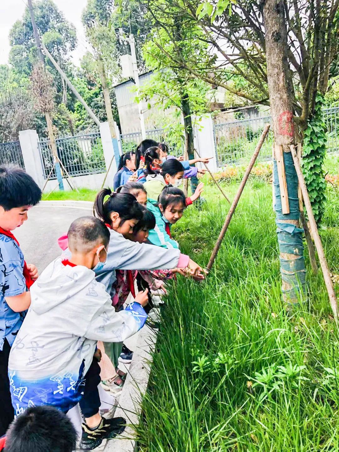 「责任教育 劳动课程」成都市双流区黄甲小学开发特色劳动种植课程