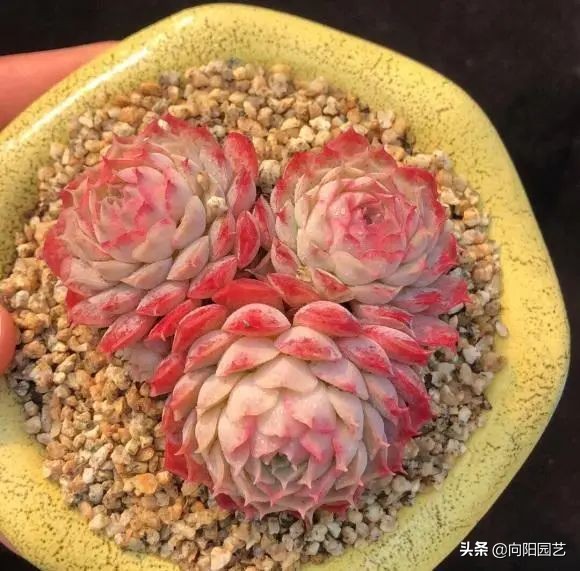 适合新手养的10种多肉，春天温度高，发根快，不怕养不活