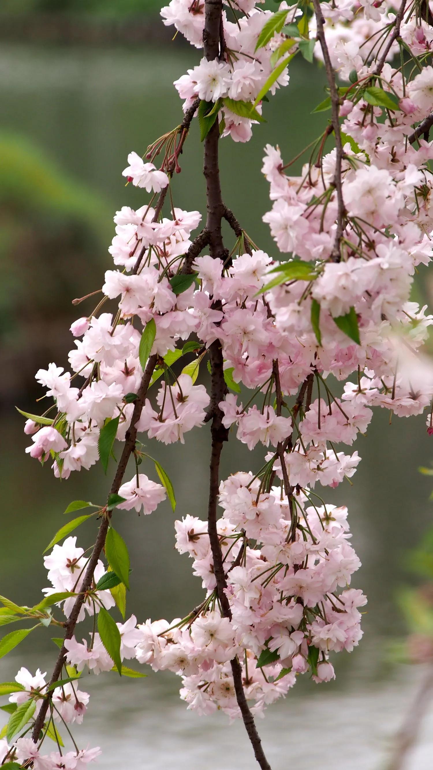 最美四月,百花盛开,姹紫嫣红,芬芳醉人