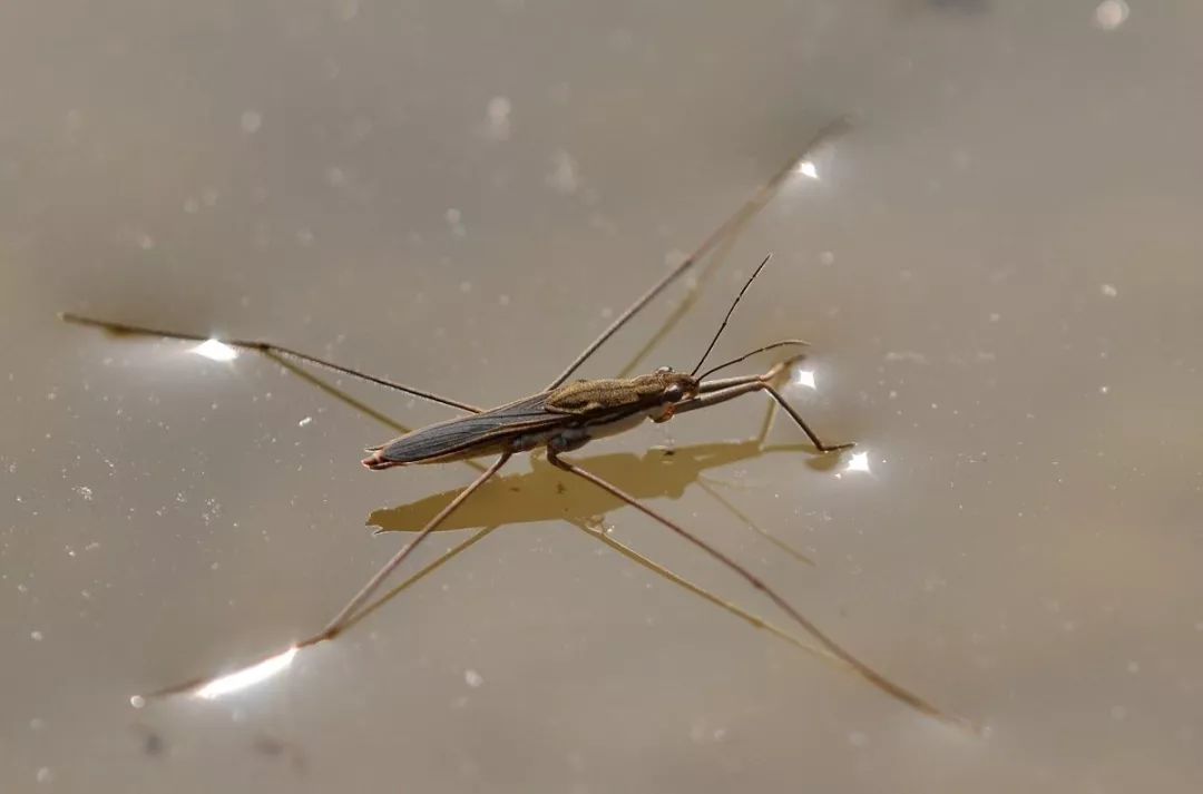 水黾在鱼塘水面上轻功展现不但水上漂还会凌波微步的昆虫