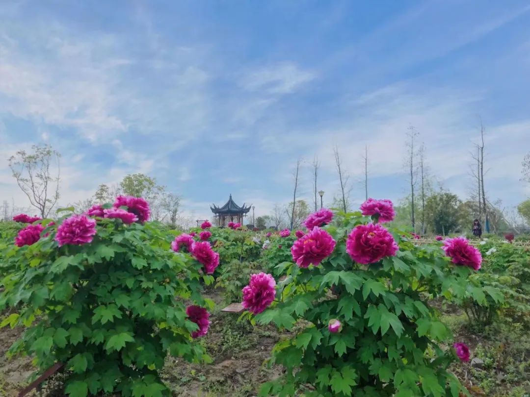 唯有牡丹真国色，花开时节动仁和 |让你最懂仁和普宁“牡丹园”