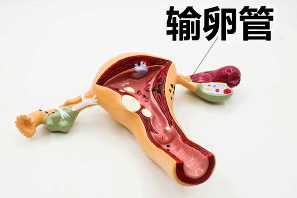 好不容易怀了，却查出宫外孕，咋办？关于宫外孕，4个常识早了解