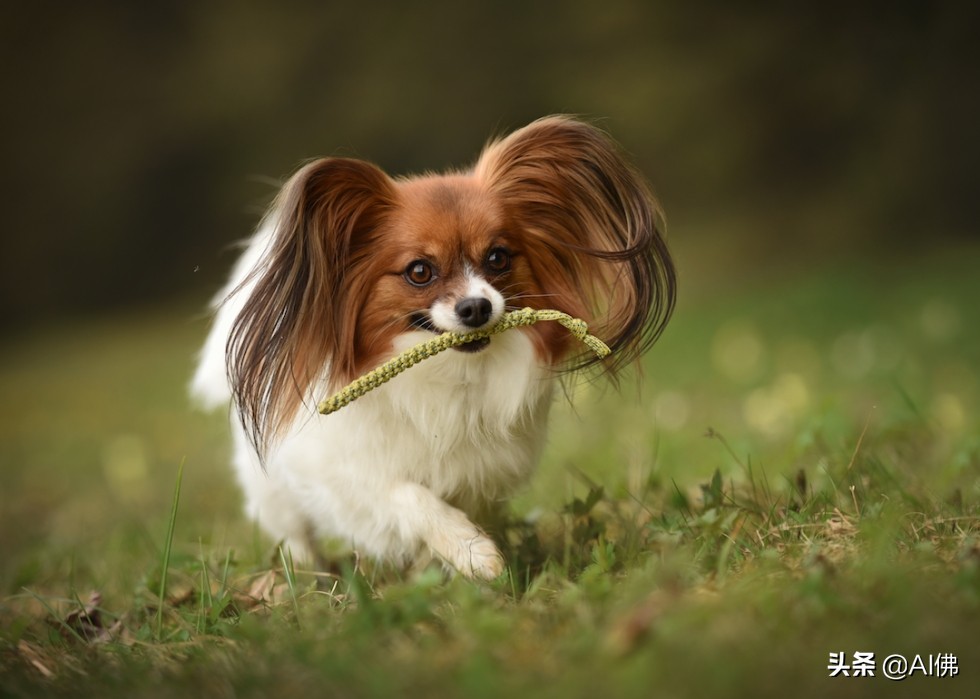 美国人评出排名前 63 最聪明的犬种