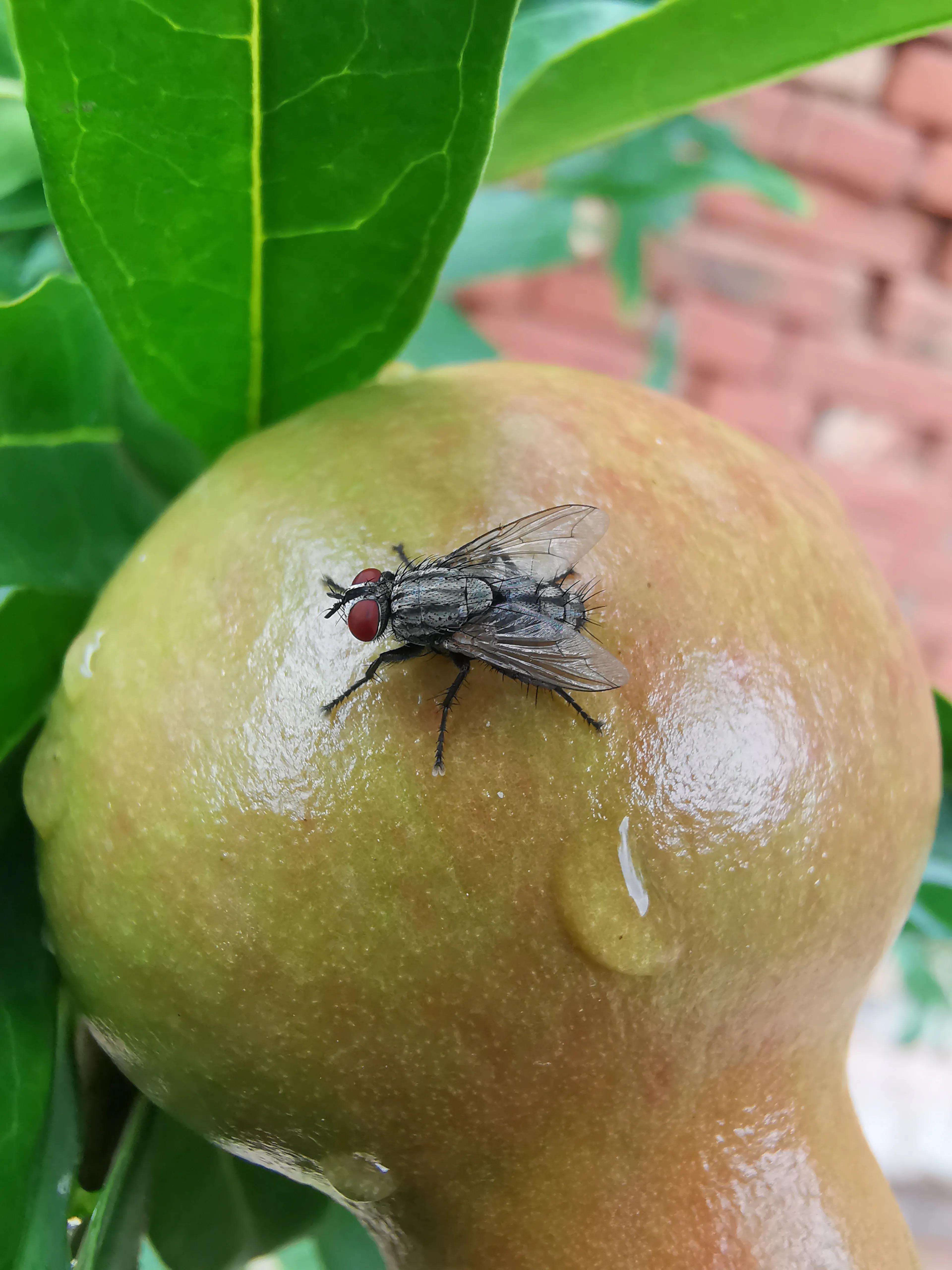 华为mate20 pro，拍照依旧能打