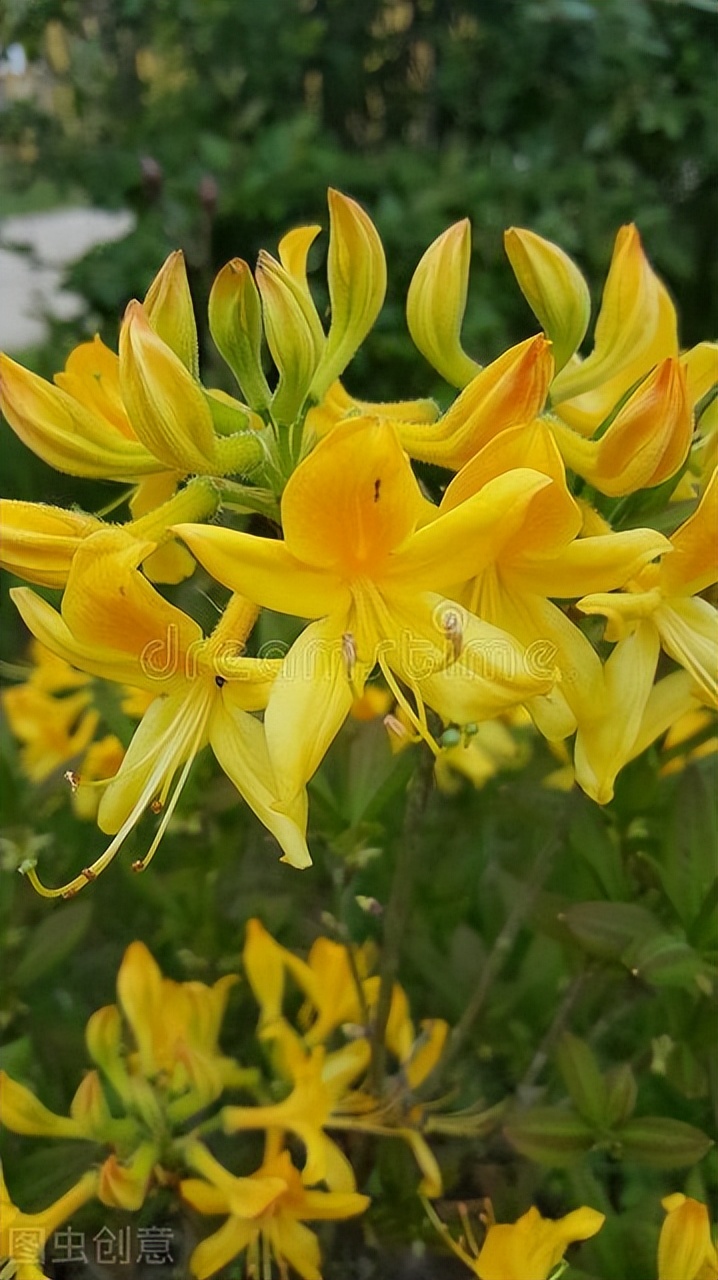 一花一深爱，心中一束花，人生一份爱，相恋一真情，思念永不老