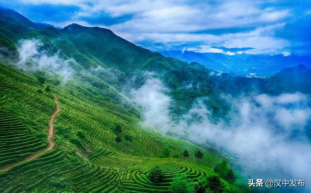 迤邐風(fēng)光，一睹為快！只此青綠，漢中茶園版！