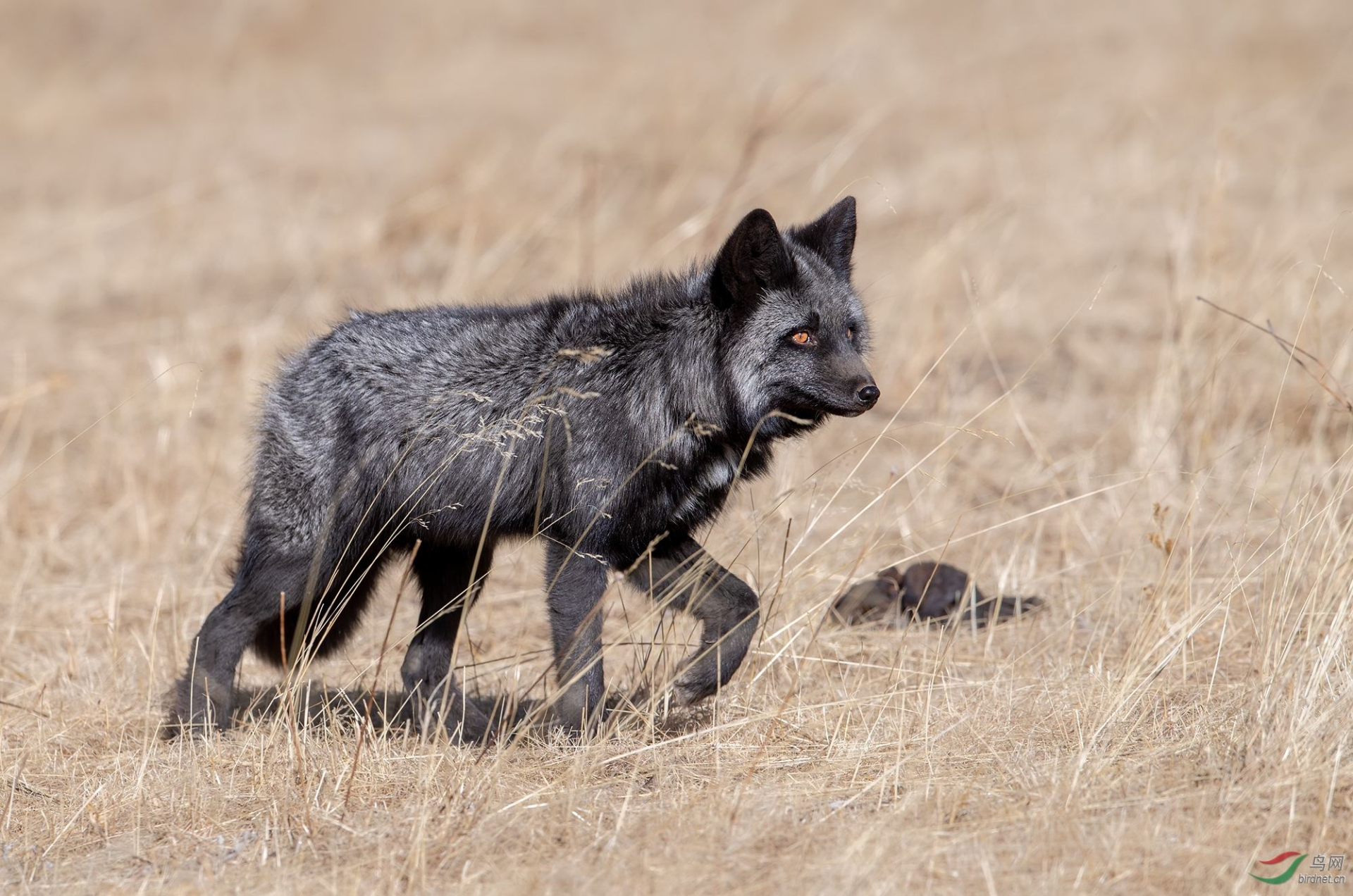 白狐狸图片(罕见白狐现身湖南永州) - 赤虎壹号