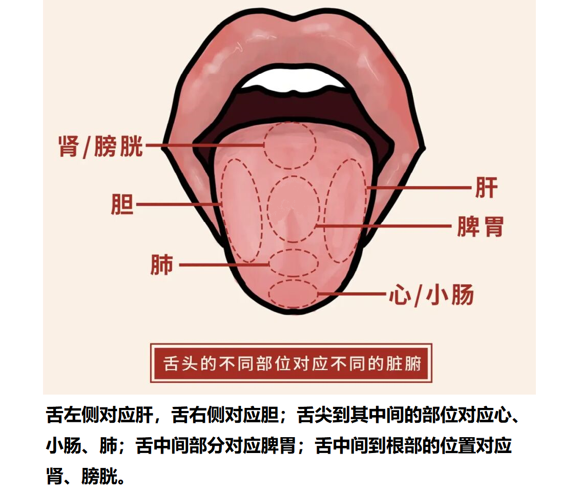 舌诊看的到底是什么？手把手教你看舌诊，学会你就是半个医生了