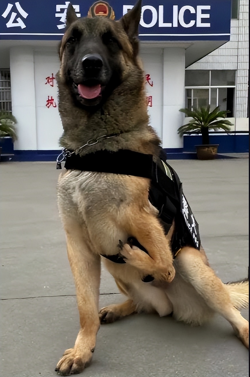 防暴犬图片(巴顿：3条腿逆袭“公务员”，成网红警犬，却被质疑无法胜任工作)