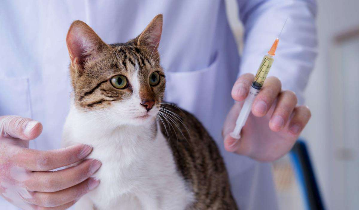新手养猫必看：如何预防和治疗猫瘟？