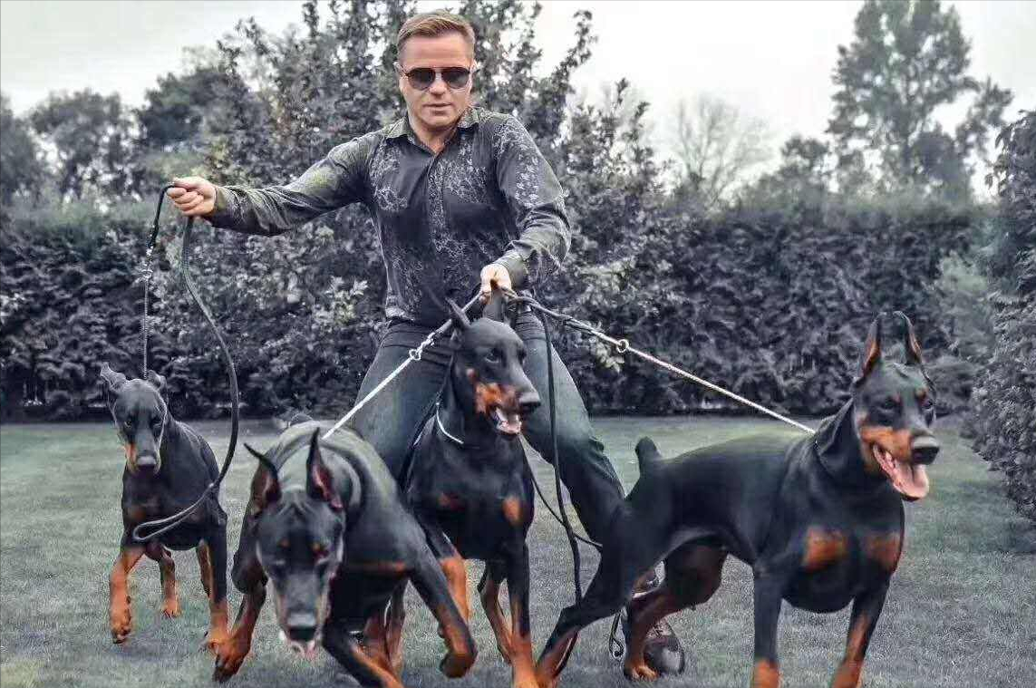 杜宾幼犬多少钱一只(能靠) - bat日报