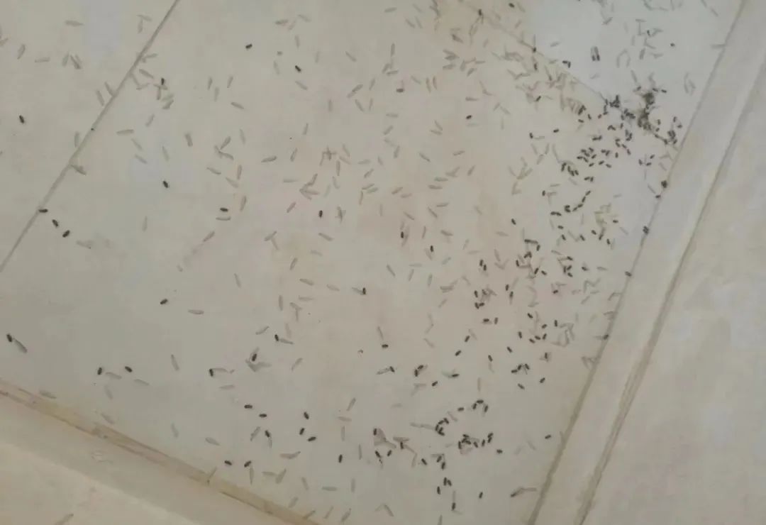 家里出现白蚁怎么办？别慌，他们有办法→