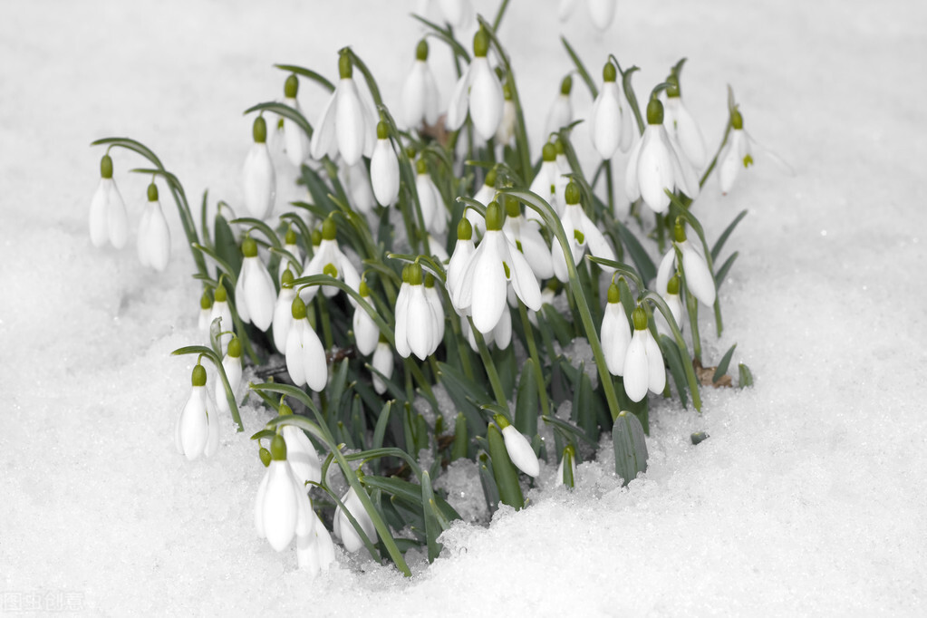等一场雪落，赴一程流年的约定