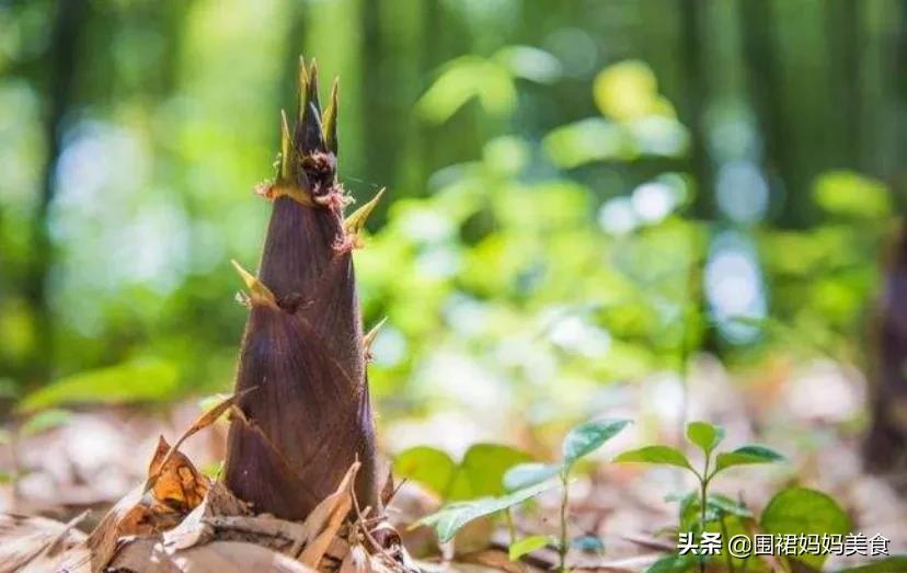 驴肉搭配什么蔬菜好吃（多吃这6种绿色蔬菜）