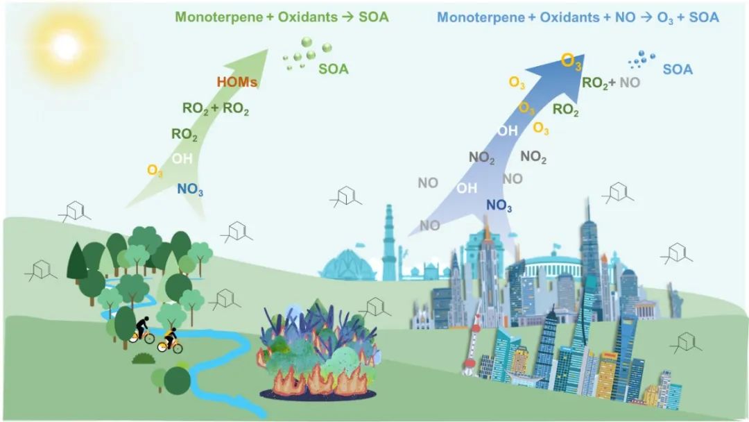 大气前沿 | 人为源单萜烯，悄悄加剧我国夏季的臭氧污染