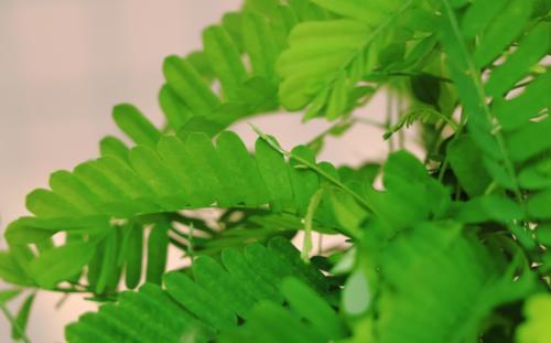 上了年纪的人还经常喝枸杞养生？试试这4种食物身体健壮腿脚有力