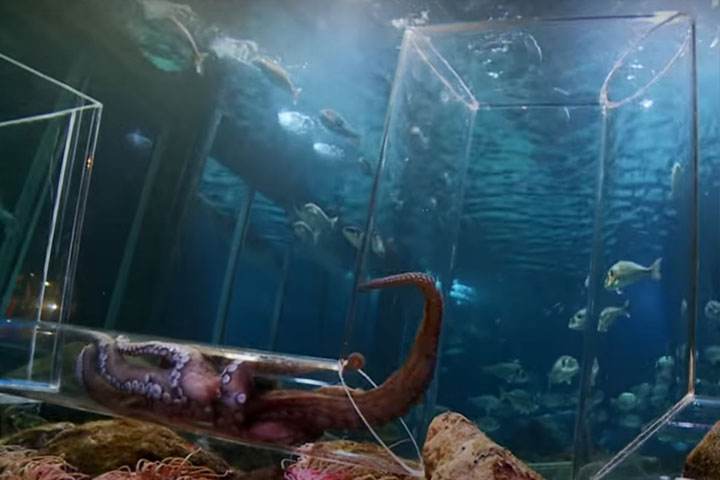 最新研究称章鱼或于5亿年前来到地球，为何总说章鱼是外星生物？