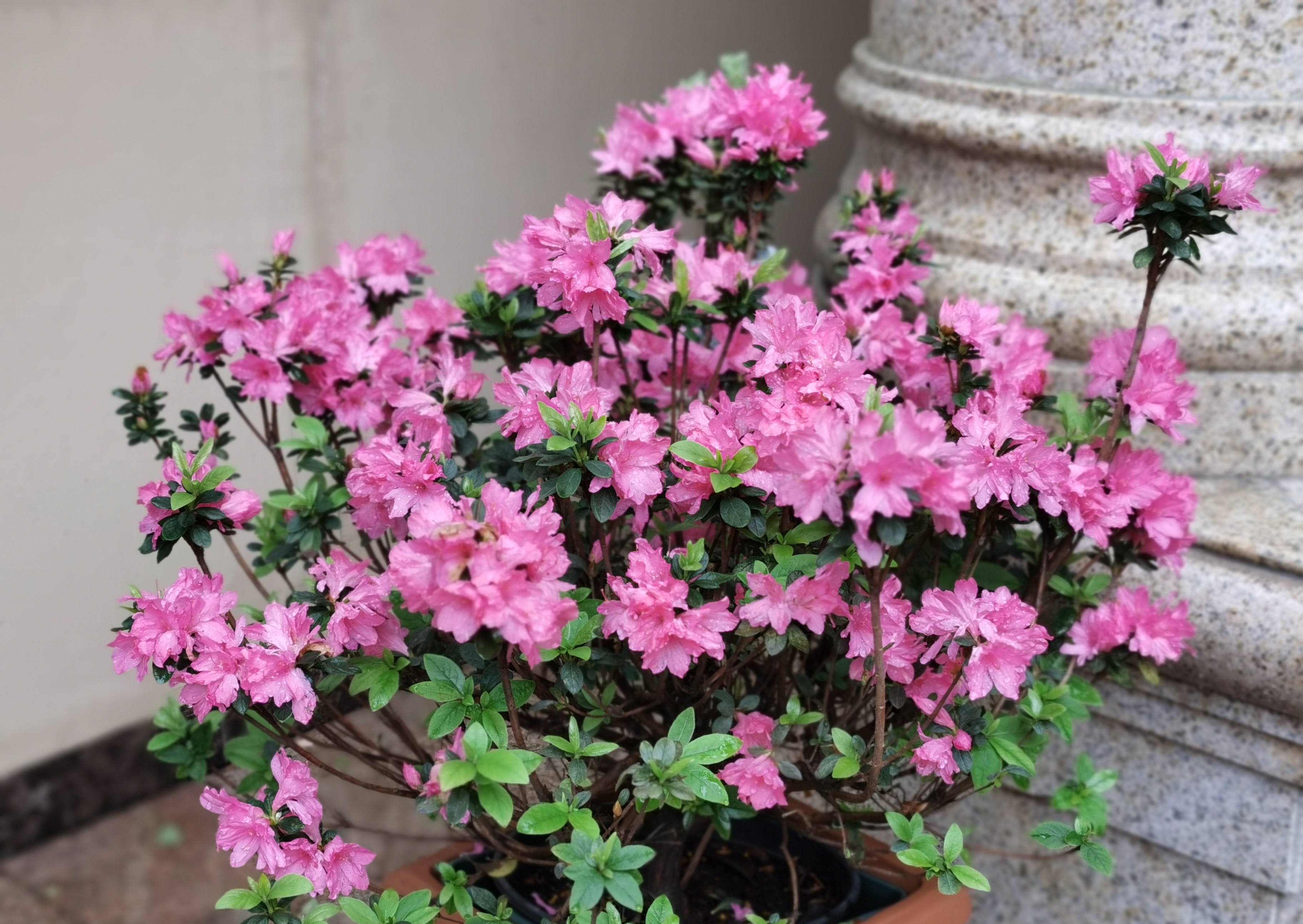 杜鹃花介绍(杜鹃花新品种—安酷杜鹃,皮实好养,花期延绵三季,南北方都