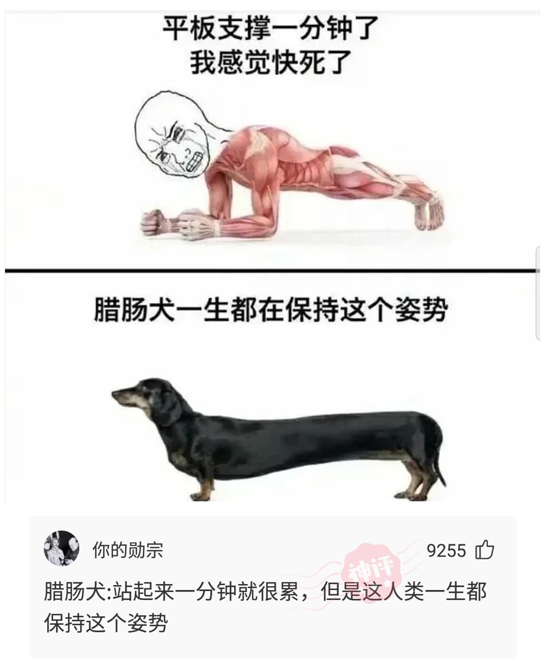 神回复：不考虑薪水和面子，你最想做什么工作？神评全国统一啊！