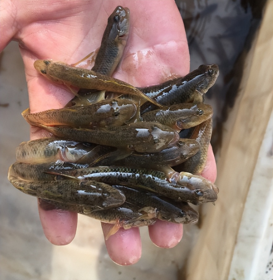 鱼的图片大全 种类(200元1斤) - 赤虎壹号