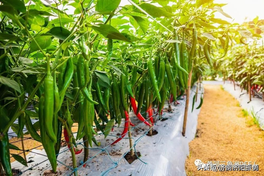 上海青菜种植时间和方法（上海青菜几月份播种最适合）-第3张图片-科灵网