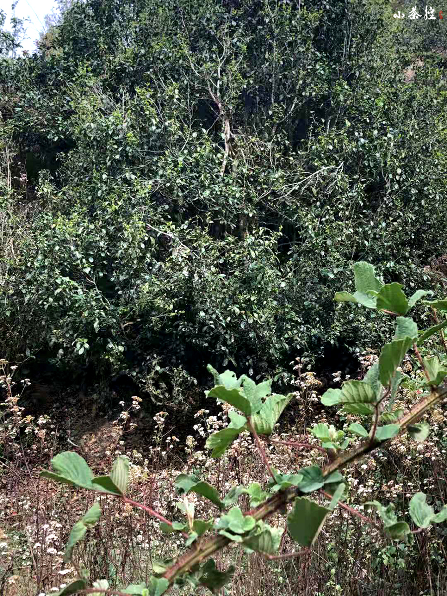 隱秘的美好茶滋味，就藏在無人過問的荒山里