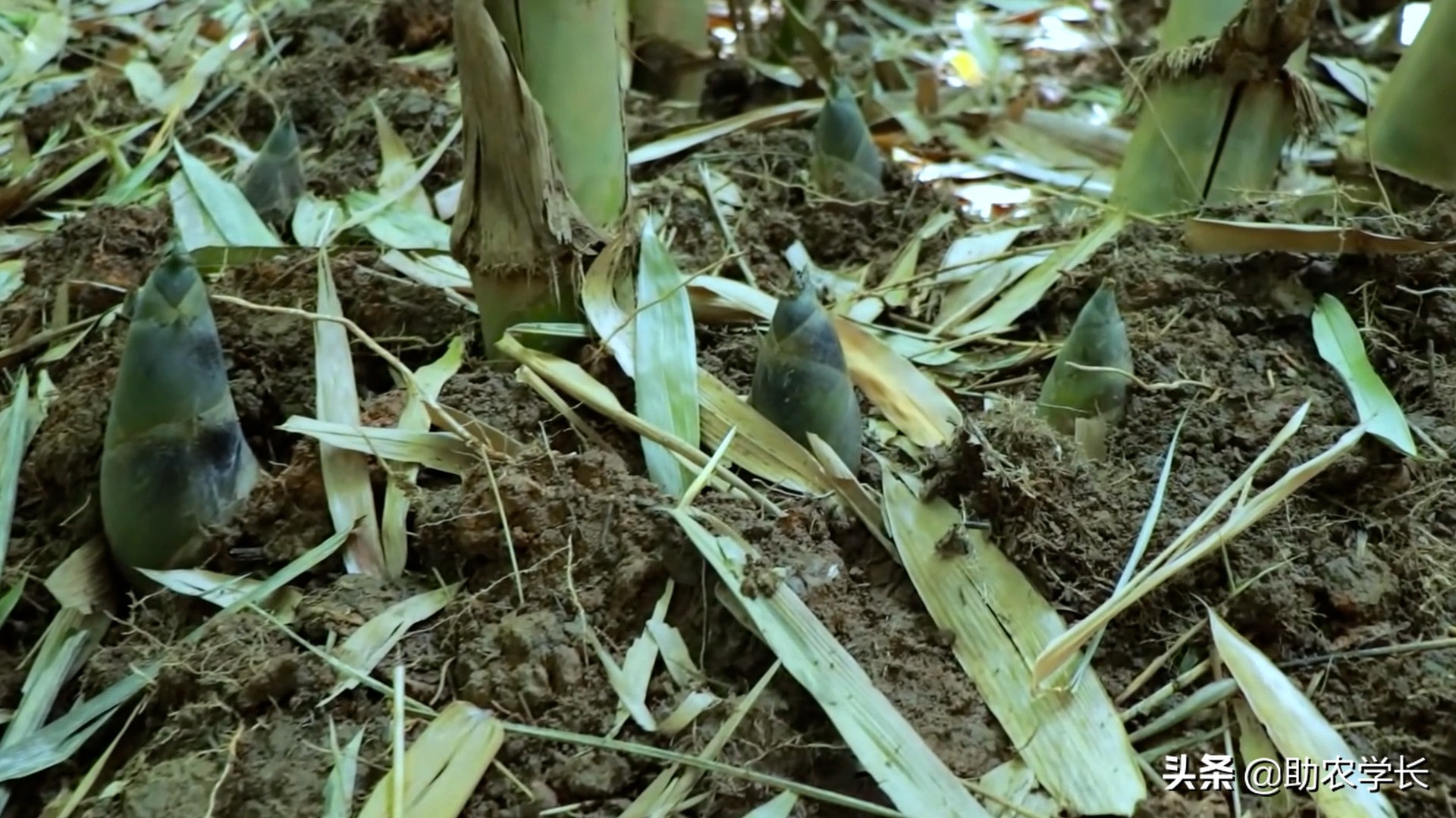 竹子种植时间和方法（教你小竹笋种植小技巧）