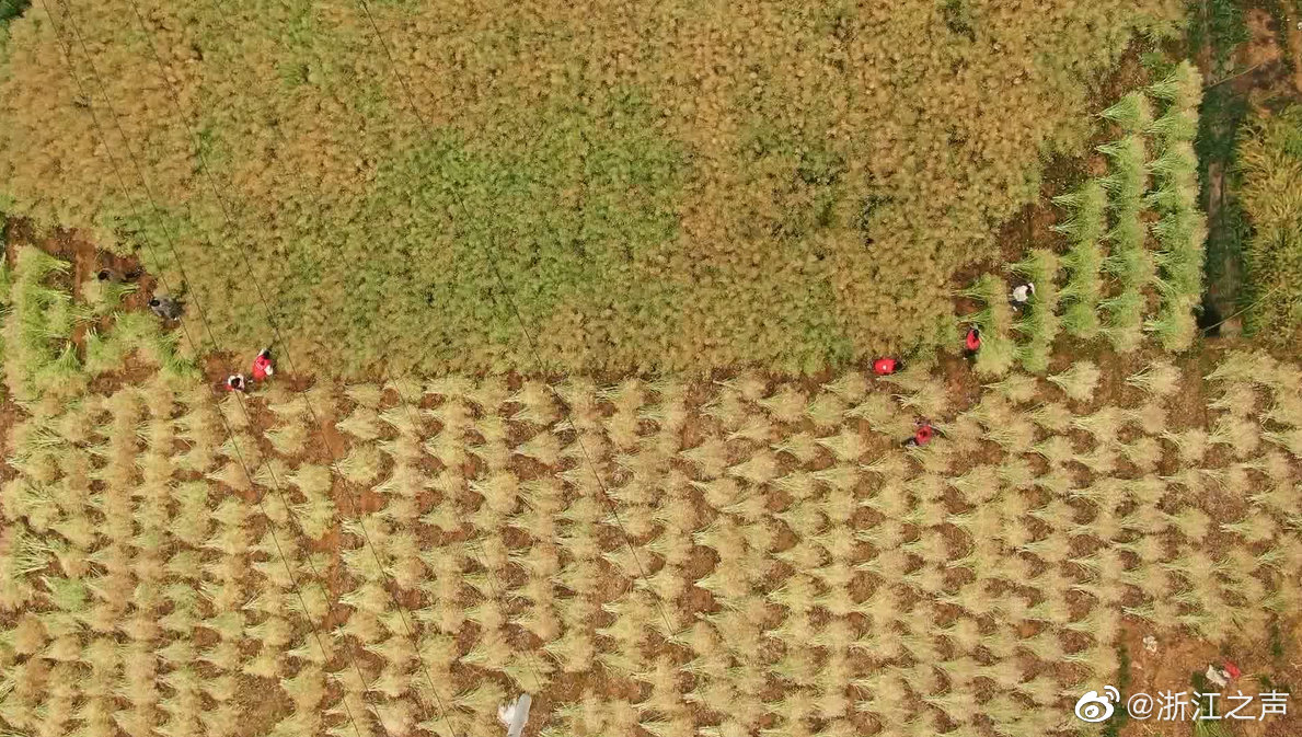 收割忙！长兴5.7万亩油菜进入收获季