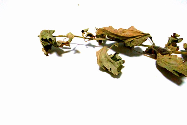 5000多元的“艾灸凳”，号称治百病，是真的？还是“智商税”？