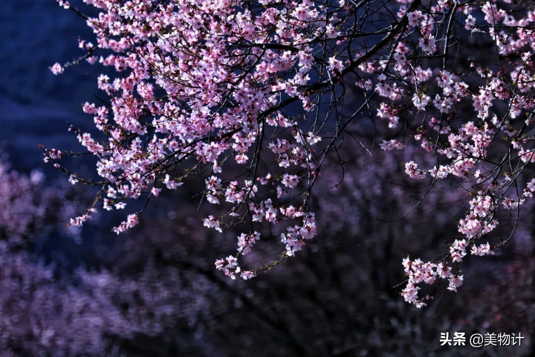 菊花的花语和寓意（一文了解菊花象征的含义）