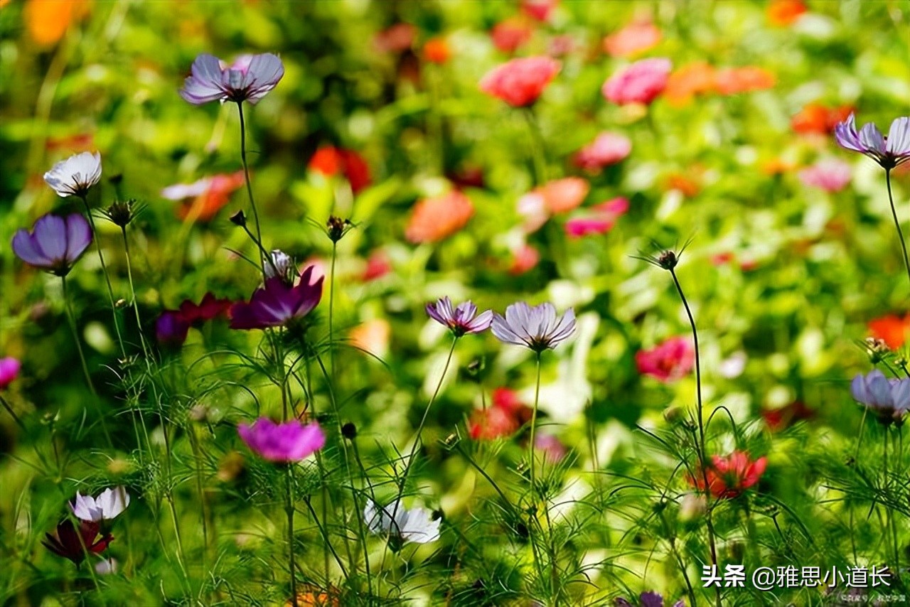 花的英文单词 花的英文单词怎么写 今日头条娱乐新闻网