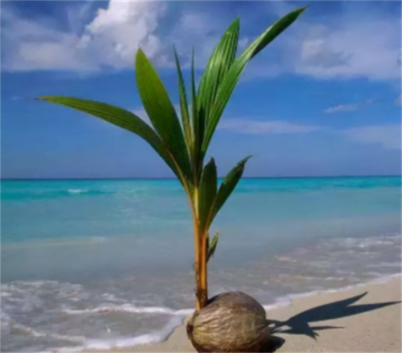 24年前在西沙中建岛栽了一棵椰子树，如今长成了啥样？