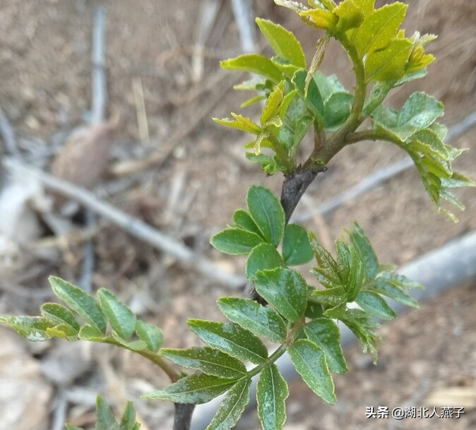 春天挖野菜，送你56种野菜大图片，带你见识不同的野菜和吃法