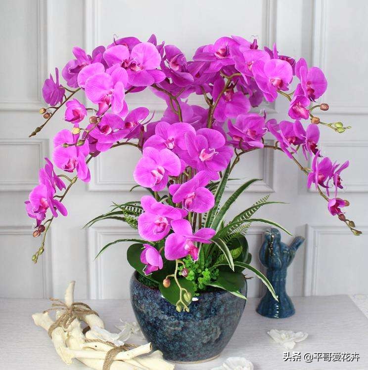 10种“富贵花”，给家里随便买几盆，高端、上档次，谁看了都喜欢