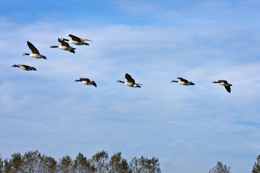 未入选《唐诗三百首》最著名的20首诗，其中有很多首你都能背下来
