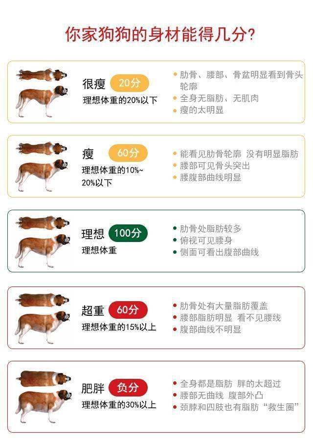 狗狗多少斤,才算得上是标准的体重?以下附上体重表,可自查