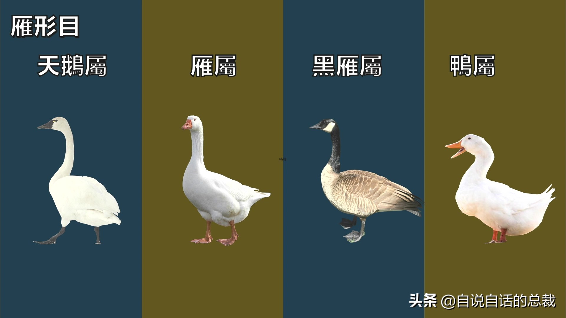 为什么动物都怕鹅？有鹅的地方没有蛇？大鹅的真实面貌超出你想象