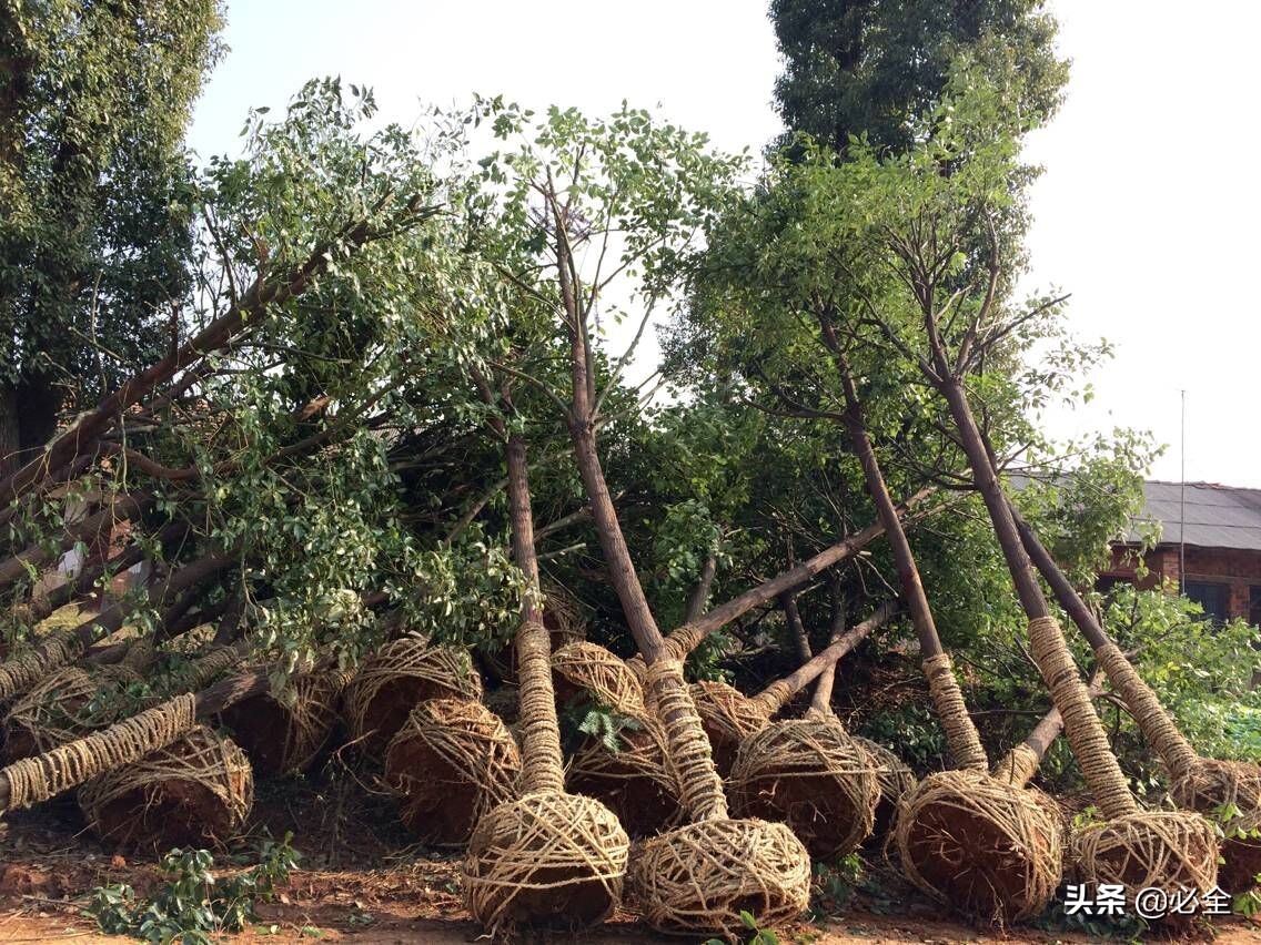 樹(shù)苗種植,樹(shù)苗種植方法步驟