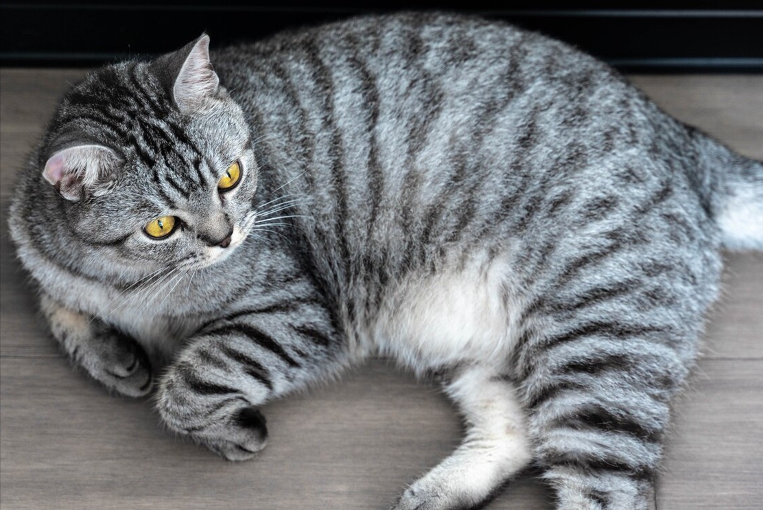 纯种美短猫多少钱一只英短