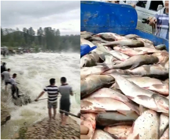 江西水库泄洪，大量活鱼被冲到下游，专家却说千万别捞？