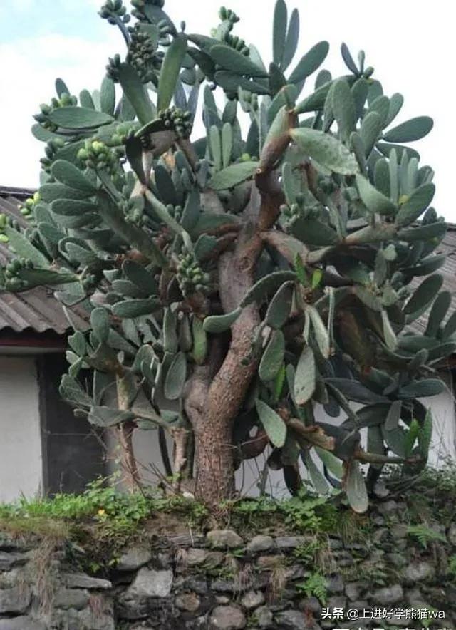 66种罕见仙人掌,花团锦簇,艳丽无比