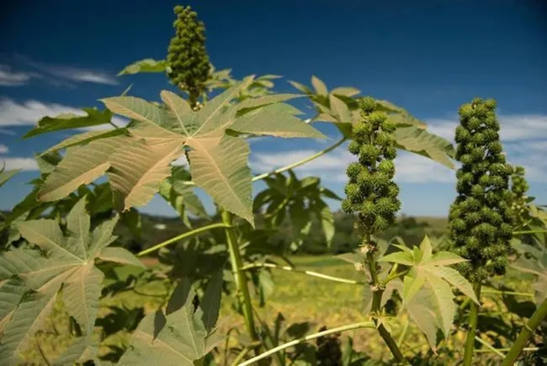 蓖麻：我国农村常见的一种植物，为何会被美国列为战略物资？