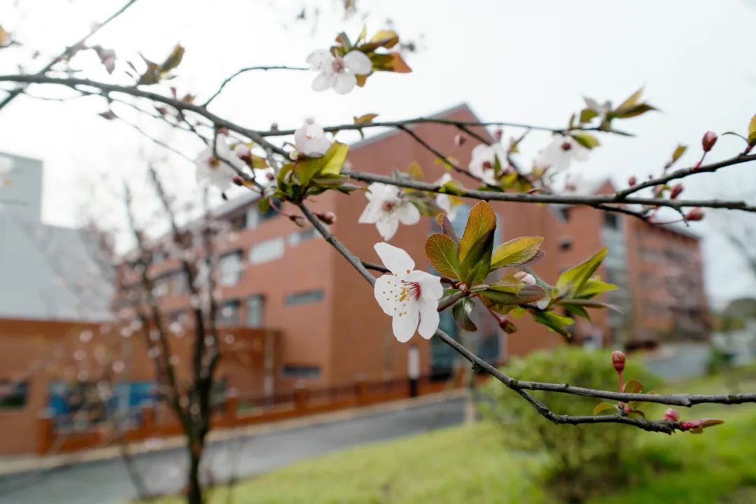 嘉祥达州分校教师招聘（达州嘉祥外国语学校）