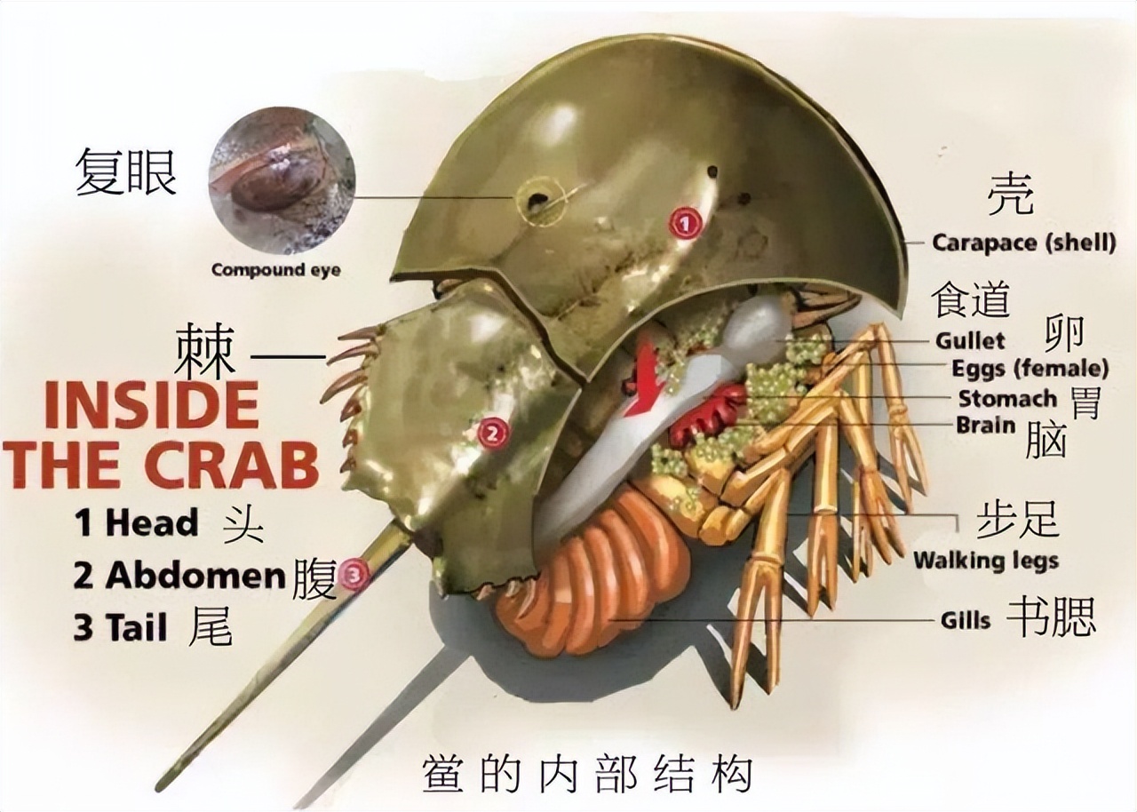 世界上有没有蓝色的血(拥有蓝色血液的生物)生物科普科普兄弟