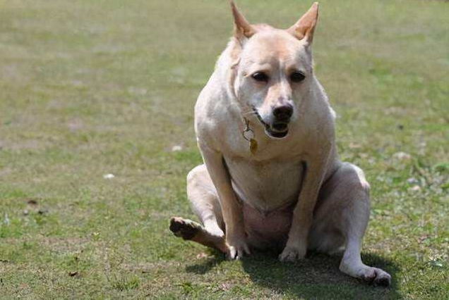 关于跟风狗的说说 _晶羽文学网
