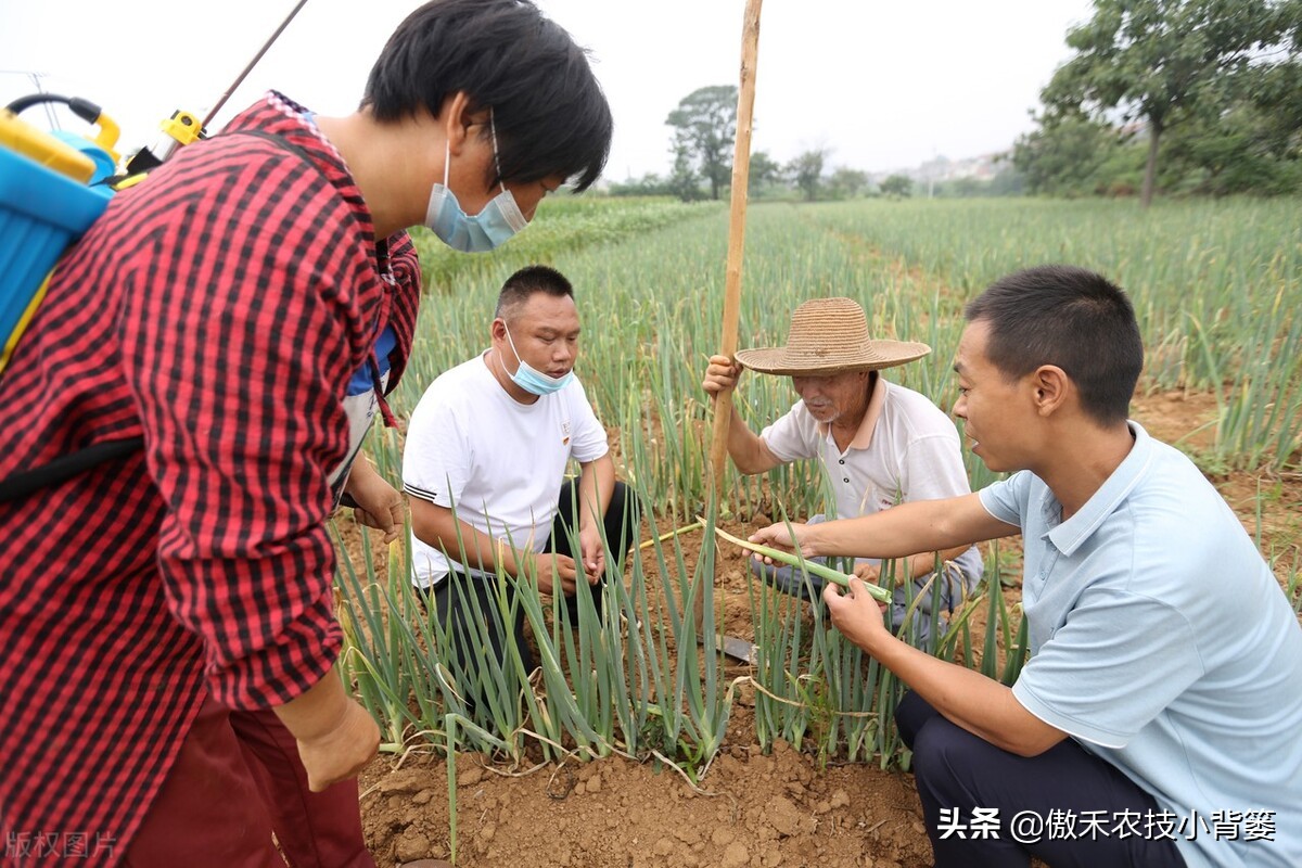 小葱的种植方法与时间（北方小葱的种植方法与时间）-第3张图片-科灵网