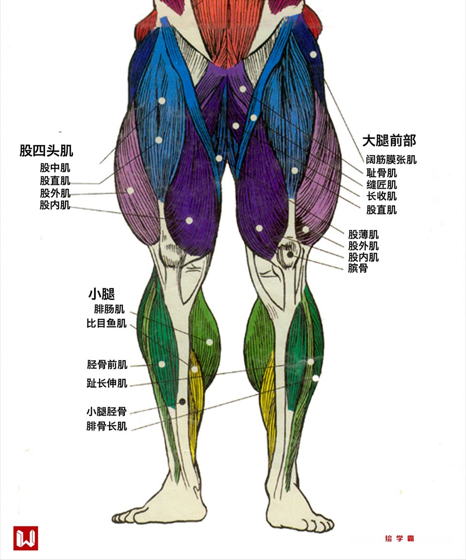 **十大最佳腿部训练动作：打造强健下肢的必备练习指南**