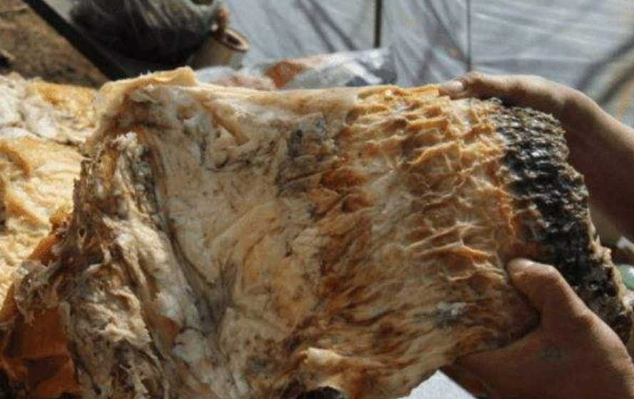 什么是太岁，不是植物不是动物的一坨“肉”，为什么能价值百万？