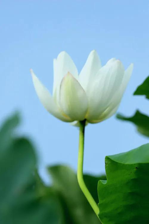 似彼白莲花,在水不着水.白莲开,净颜照月牙,弱水三千尽繁华.